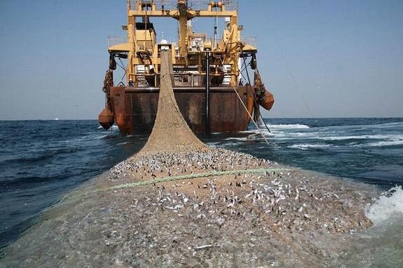 Англичане хотят начать с Россией «рыбную войну»