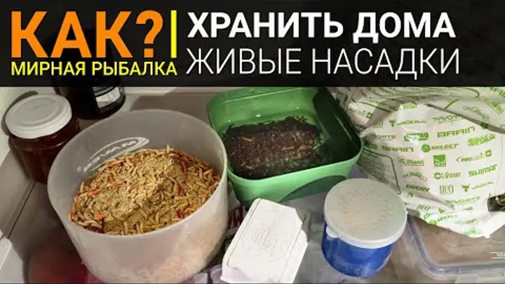 Как хранить червя, опарыша, мотыля и пинку дома?