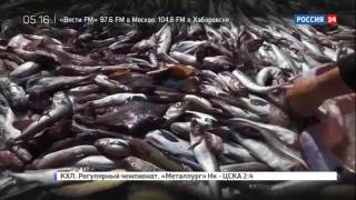 Русская рыба Документальный фильм