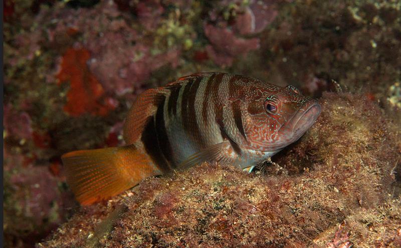 Каменный окунь-зебра (лат. Serranus scriba)