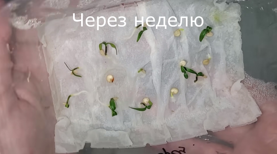Перец: посеете весной, соберете урожай летом Перец: посеете весной, соберете урожай летом