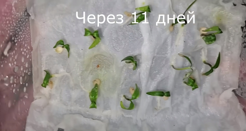 Перец: посеете весной, соберете урожай летом Перец: посеете весной, соберете урожай летом