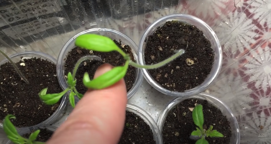 семь основных составляющих успеха выращивания рассады семь основных составляющих успеха выращивания рассады