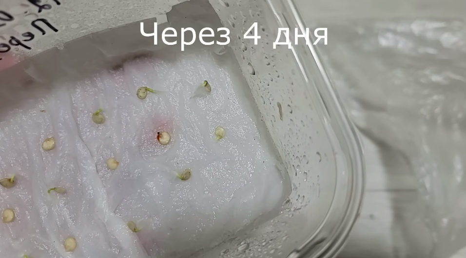 Перец: посеете весной, соберете урожай летом Перец: посеете весной, соберете урожай летом